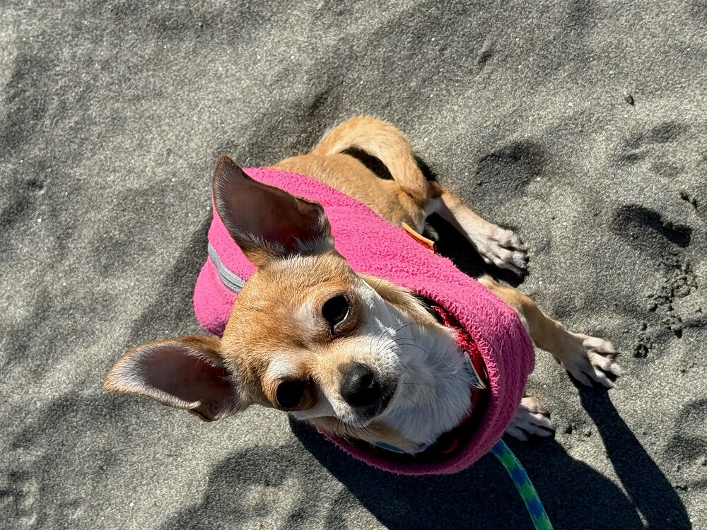 Treats for Pinky - Image 2